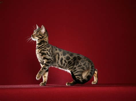 By the 1980s the burmese was out crossed with bengal cats producing darker snow bengals. Bengal Cat Wallpapers - Wallpaper Cave