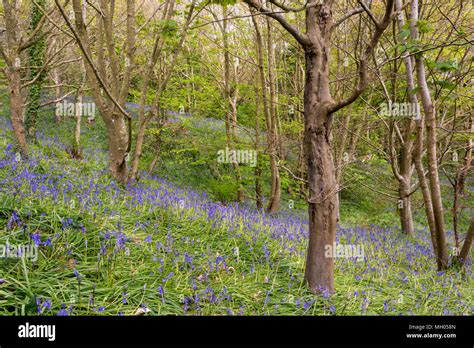 A Beautiful Bluebell Wood On The Isle Of Wight At Mottistone Manor