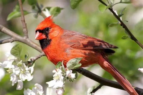 How To Attract Cardinals To Your Yard Backyard Birding