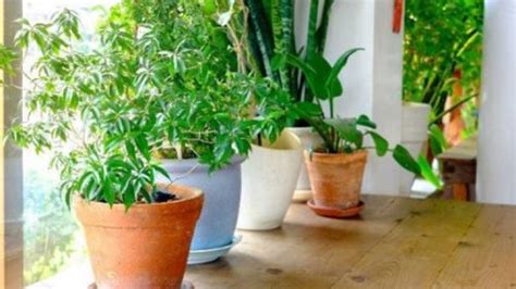 Top Indoor Plants You Should Have In Bedroom For Better Sleep