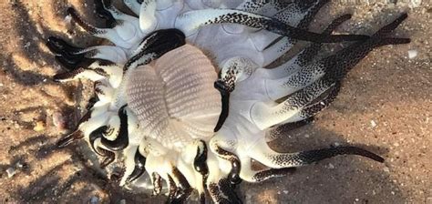 Strange Sea Creature Washes Up In Australia Unexplained
