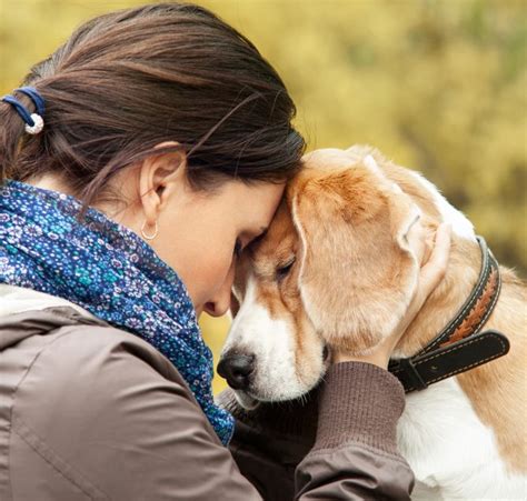 Pet Food Institute Supports Human Animal Bond Research Pet Age