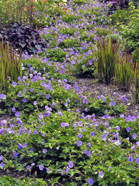 Summer Blooming Perennials Hgtv