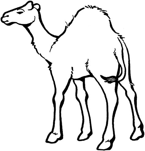Free Printable Camel Coloring Pages For Kids