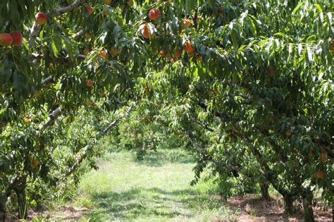 Peach Orchard | Peach orchard, Fruit trees, Orchard