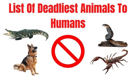 List Of Deadliest Animals To Humans Deadly Animals Animals Human