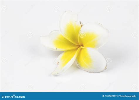 Single Flower Images With White Background 84 337 Single Flower White