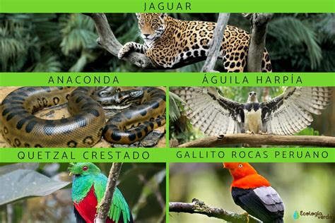 Flora Y Fauna De La Selva Peruana Y Sus Caracter Sticas Resumen E