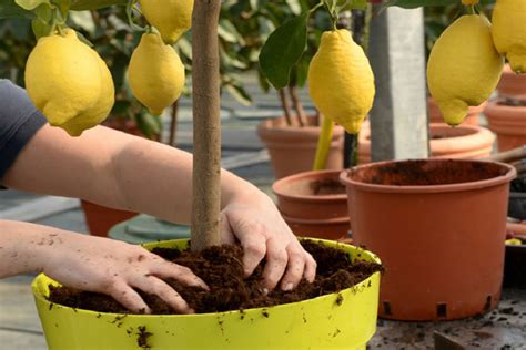 Mar 25, 2021 · after their third year, healthy lemon trees begin to produce fruit. How To Grow Lemon Tree From Seed Indoors | Fast ...