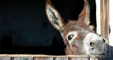 Harriet The Irish Singing Donkey From Galway Goes Viral The Irish Post