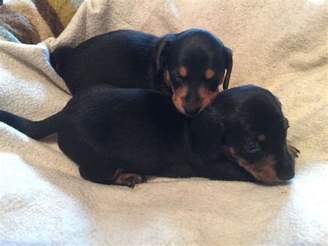 Miniature dachshund puppies for sale in ohio mini dachshund puppies for sale in cincinnati. Dachshund Puppies For Sale | Columbus, OH #250709