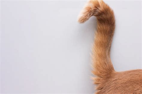 Why Do Cats Wag Their Tails Whats With The Tail Flick 2023