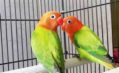 Jenis Burung Lovebird Dan Harganya Di Indonesia Jenis Net