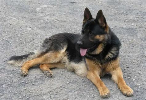 Free German Shepherd Puppies To Adopt