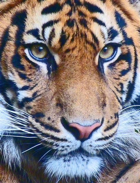Eyes Of The Sumatran Tiger Photograph By Margaret Saheed Fine Art America