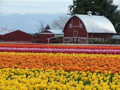 Skagit Valley Tulip Festival 2021 10 Things To Know Before You Go