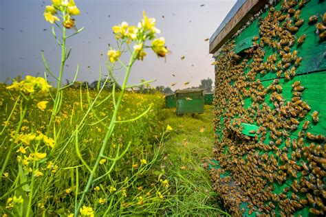 Honey Farming Smithsonian Photo Contest Smithsonian Magazine