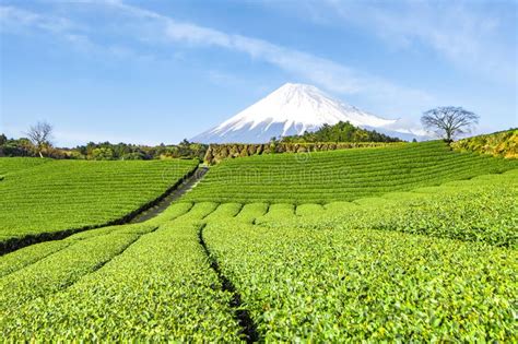 Fuji Mountain And Green Tea Plantation At Fujinomiya Shizuoka Japan