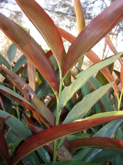 20 Alpinia Caerulea Seeds Native Ginger Red Back Etsy Ireland