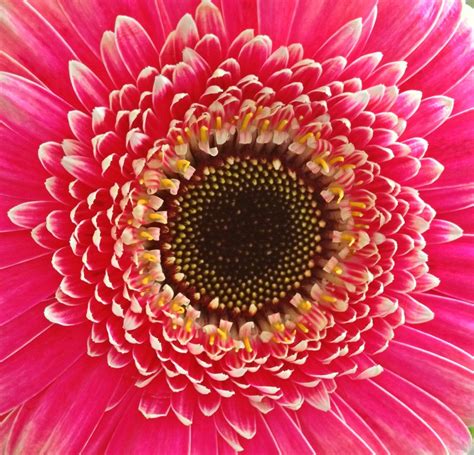 Gerbera Close Up Gerbera Close Up My Pictures Fruit Photography Photograph Fotografie