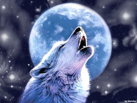 Wolf Full Moon Wallpaper Wallpapersafari