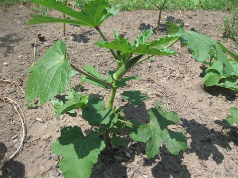 Lady finger plant (okra) goes by the botanical name abelmoschus esculentus and belongs to the mallow family. Kentucky Fried Garden: Stewart's Zeebest and Philippine Lady Finger Okra Growing in the Garden