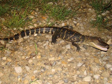 American Alligator Brad Gloriosos Personal Website Amphibians And