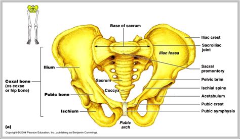 Skeletal System Pelvis Anatomy System Human Body Anatomy Diagram