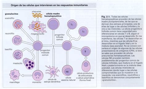 F M E D Celulas Del Sistema Inmune Immune System Cells