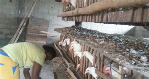 Poultry Sector Empowering People
