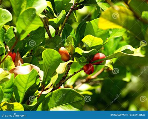 Miracle Fruit Tree Synsepalum Dulcificum Also Known As Miracle Berry