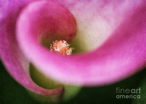 Abstract Calla Lily Photograph By Darren Fisher Pixels