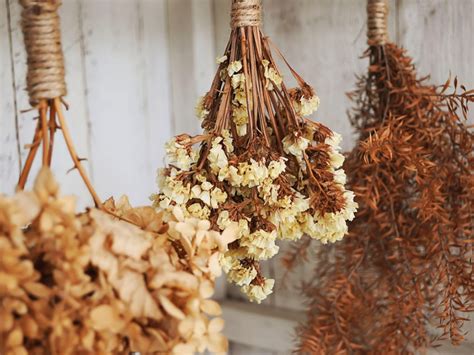Dried Flower Arrangements Growing Plants And Flowers To Dry