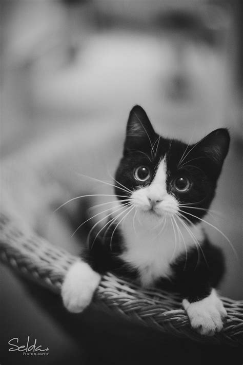 A Black And White Kitten Sitting In A Hammock Looking At The Camera