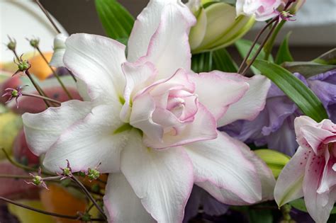 Lilium Roselily Anouska Double Oriental Lily