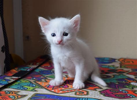 Four Week Old Turkish Angora Kitten You Can Already Clearly See She Is