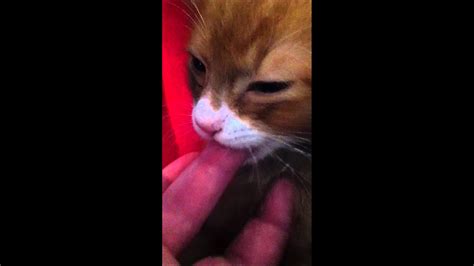 Kitten Sucks Humans Finger For Comfort Youtube