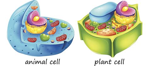 Differences Between Animal Cells And Plant Cells Online Science Notes