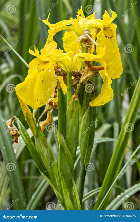 Yellow Iris Flower Water Flag Stock Image Image Of Life Bright