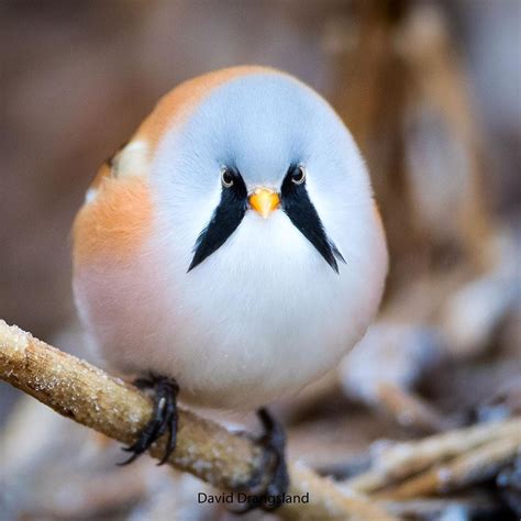 The Cute Round Species Of Bird Called Bearded Reedling Has A Look That