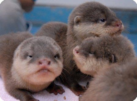 I spearfish the invasive fish in the eel river and have had wild otters swimming feet away from me eating the fish i kill. Otter For Sale in California | Petzlover