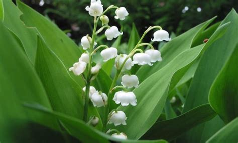 9 Jenis Tanaman Hias Dengan Harga Paling Mahal - Ilmu Pertanian