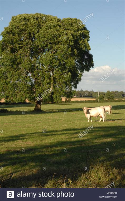 Two White Cows Or Cattle In Green Field With Large Tree On A Summers