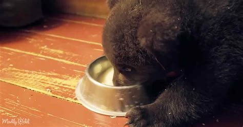 Watch Adorable Grizzly Bear Cub Learn To Feed From A Bowl Madly Odd