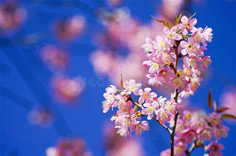 Beautiful Pink Cherry Blossom Stock Photo Image Of Blooming Branch