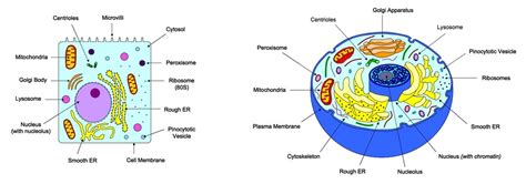 Liver diagram illustrations & vectors. 2.3 Eukaryotic Cells | BioNinja