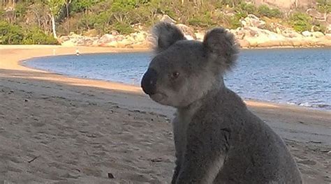 Stop Everything And Watch This Koala On The Beach Chilling Out