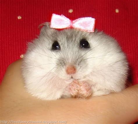 Cute And Funny Pictures Of Animals 65 Hamsters