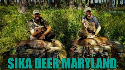 Bow Hunting For Maryland Sika Deer Double Part 2 Youtube