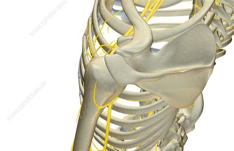 The Nerves Of The Shoulder Stock Image F0018866 Science Photo